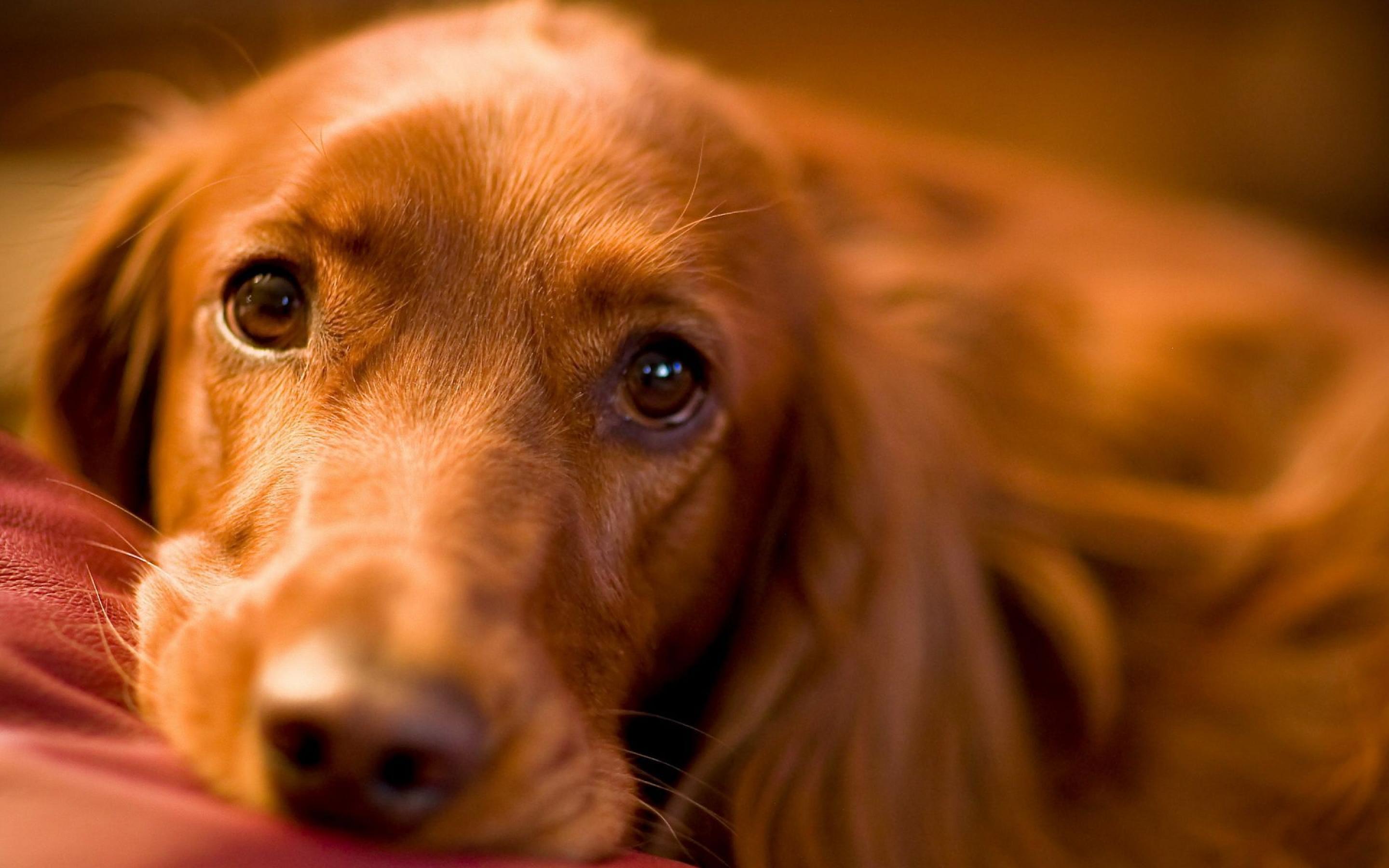 Detail Hd Dog Pictures Nomer 13