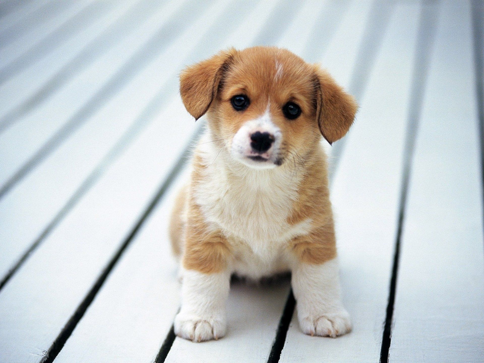 Detail Hd Dog Pictures Nomer 14