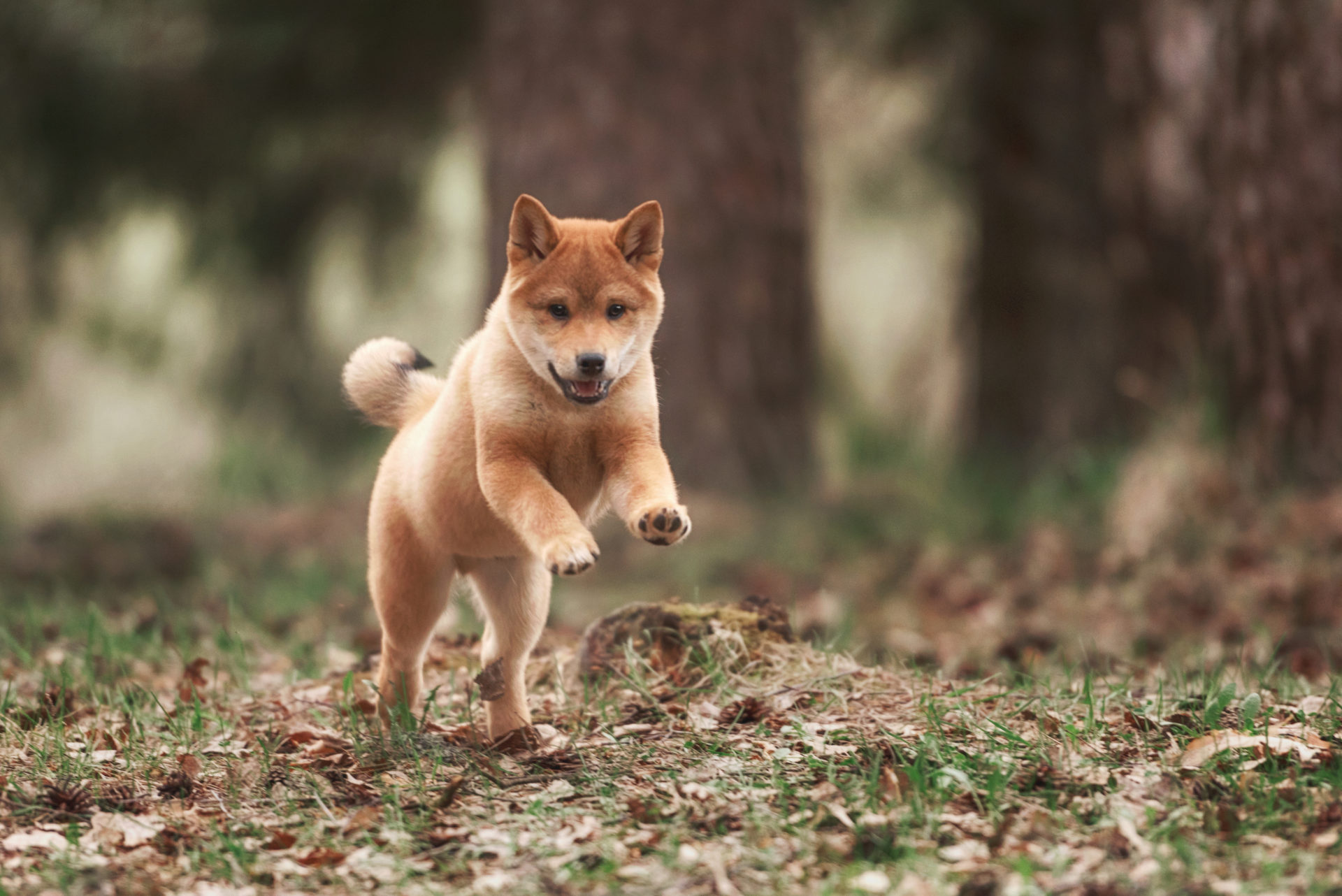 Detail Hd Dog Pictures Nomer 16