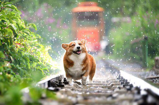Detail Hd Dog Pictures Nomer 17