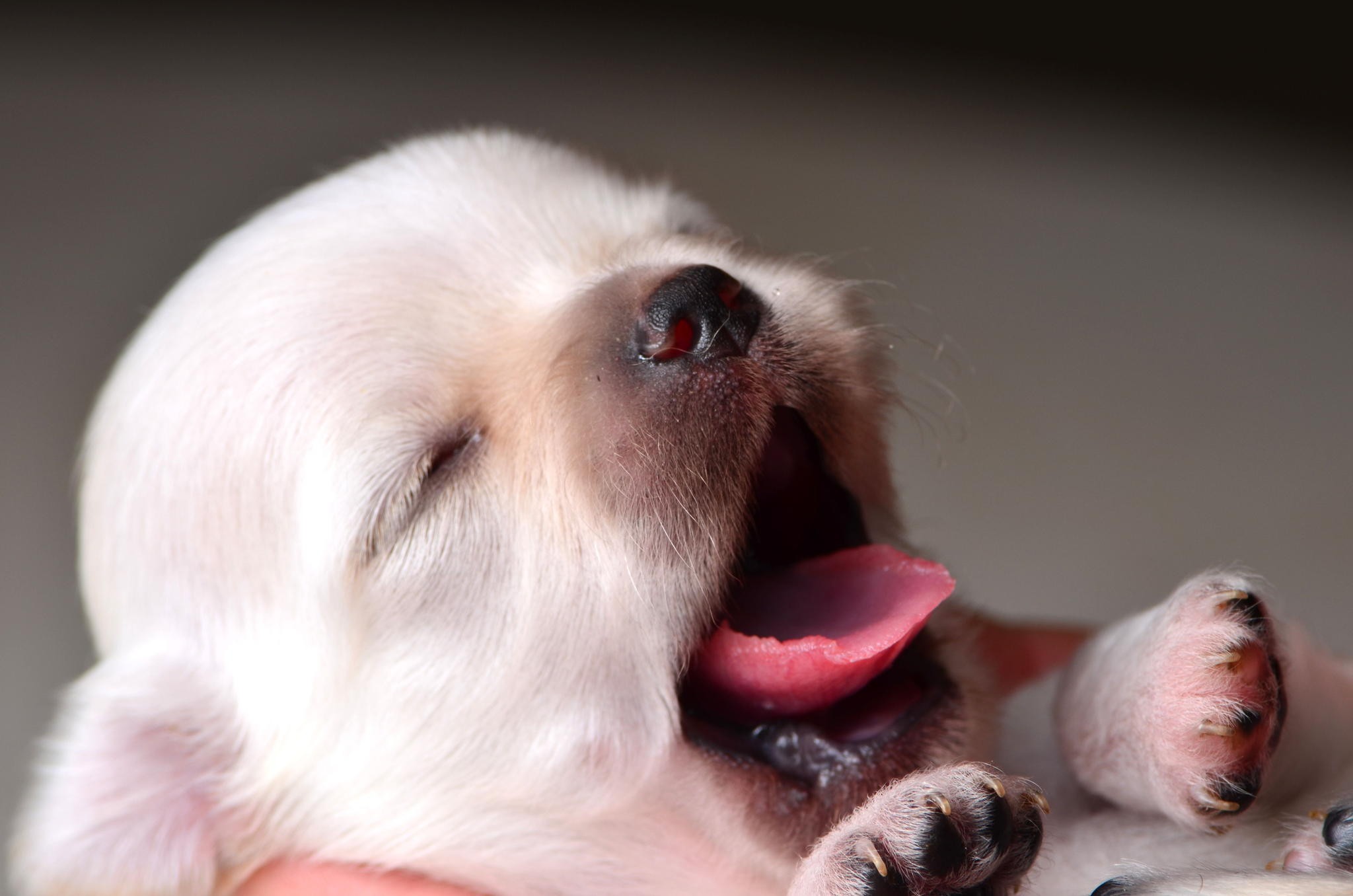Detail Hd Dog Pictures Nomer 18