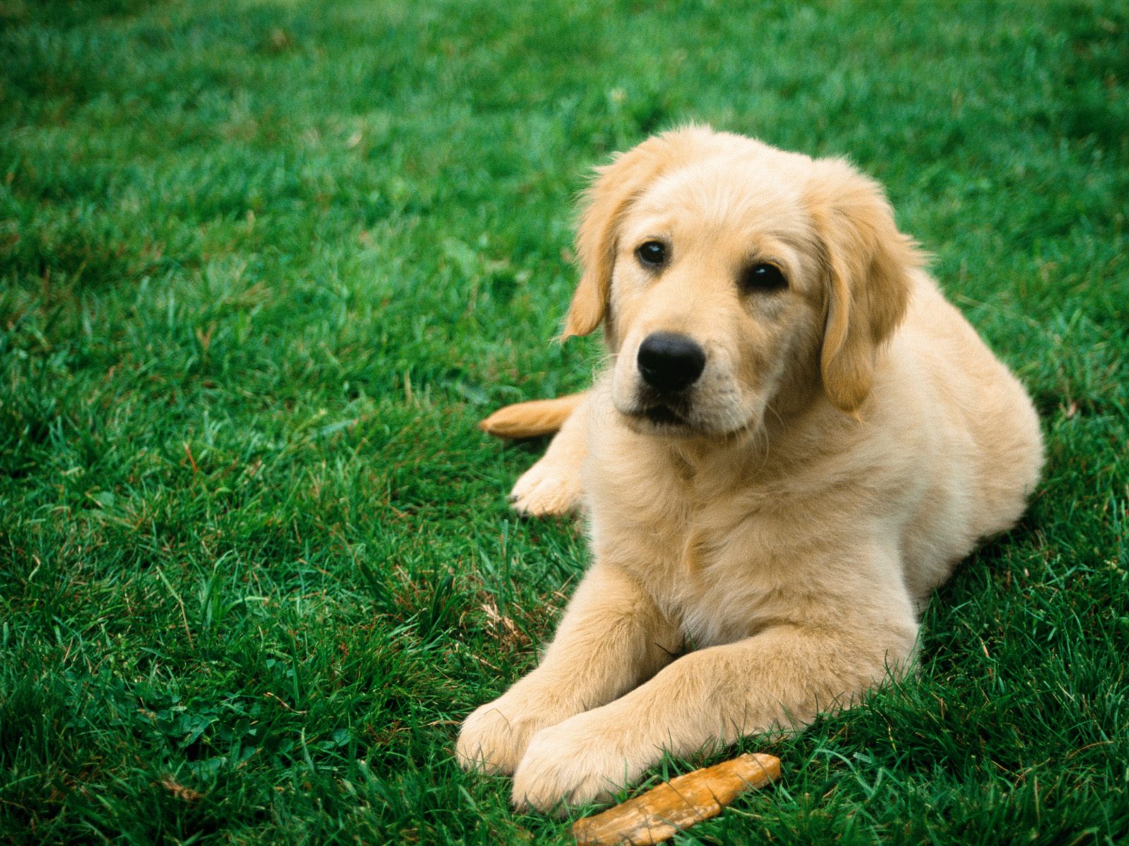 Detail Hd Dog Pictures Nomer 19