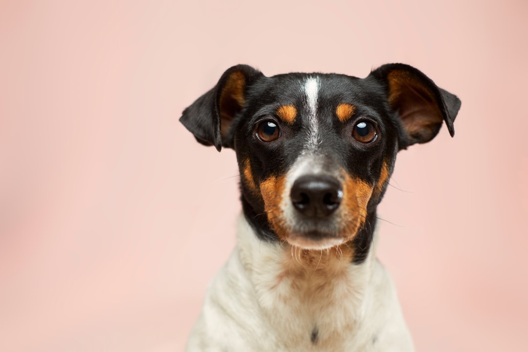 Detail Hd Dog Pictures Nomer 3