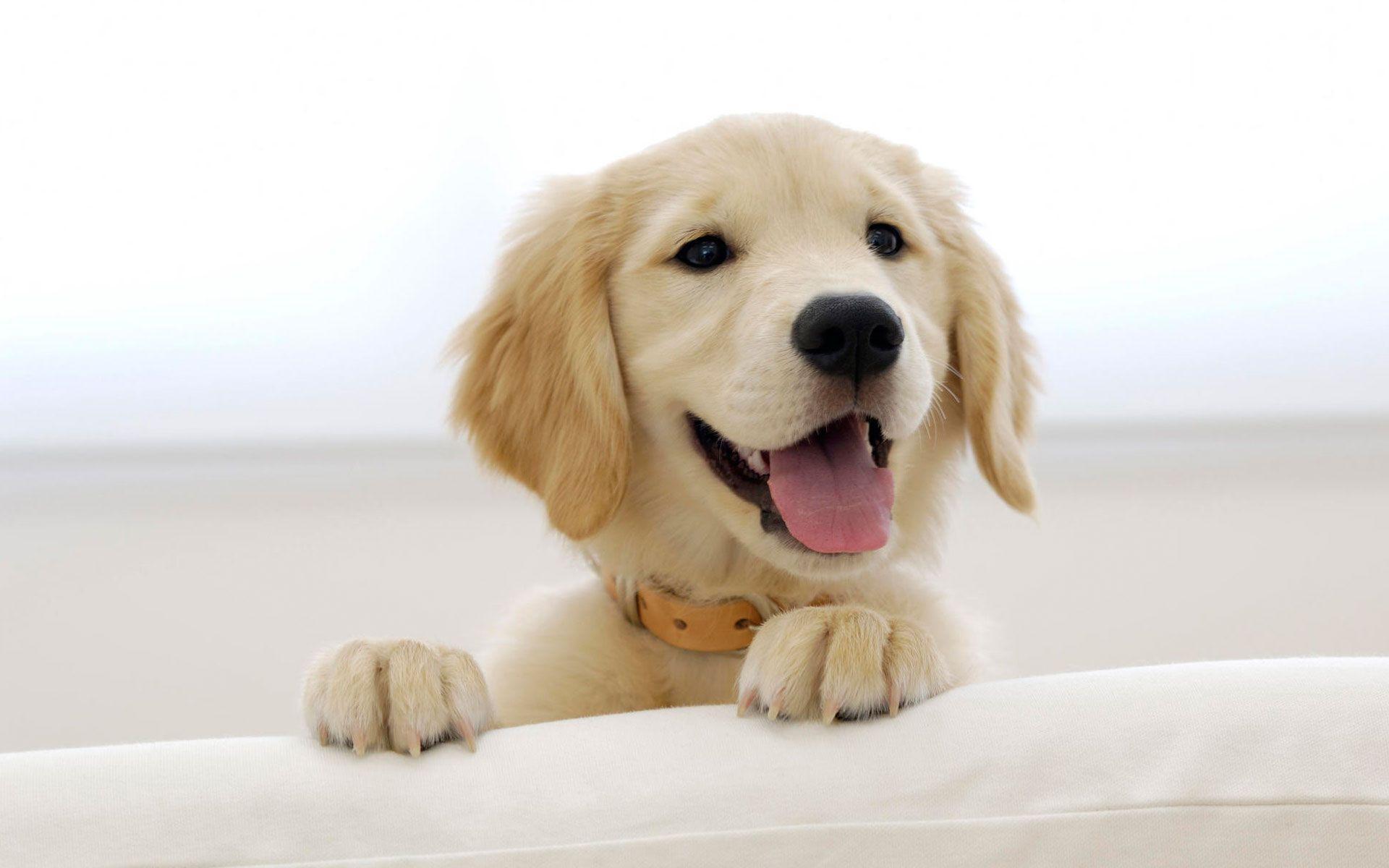 Detail Hd Dog Pictures Nomer 20