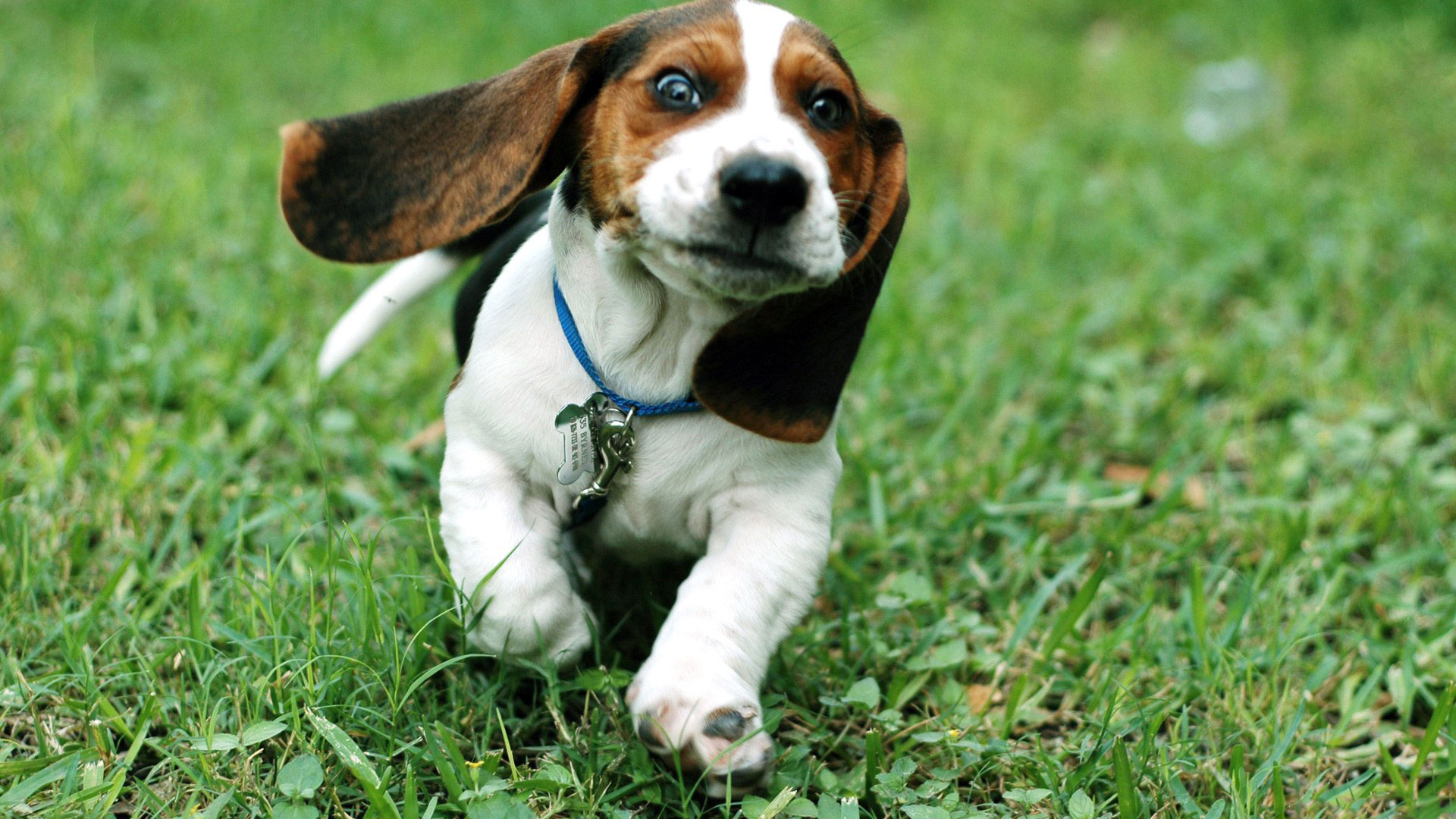 Detail Hd Dog Pictures Nomer 21
