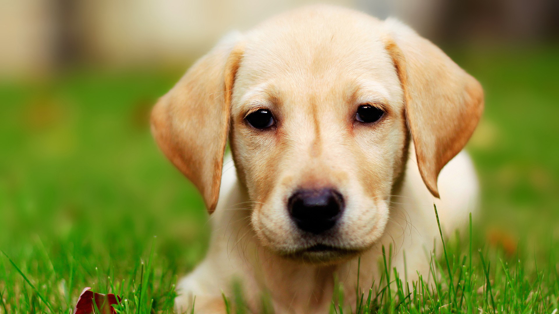 Detail Hd Dog Pictures Nomer 22