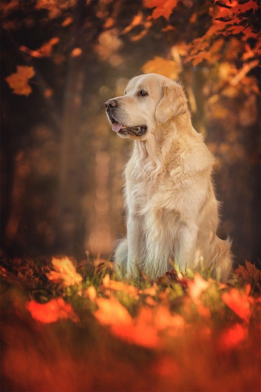 Detail Hd Dog Pictures Nomer 23