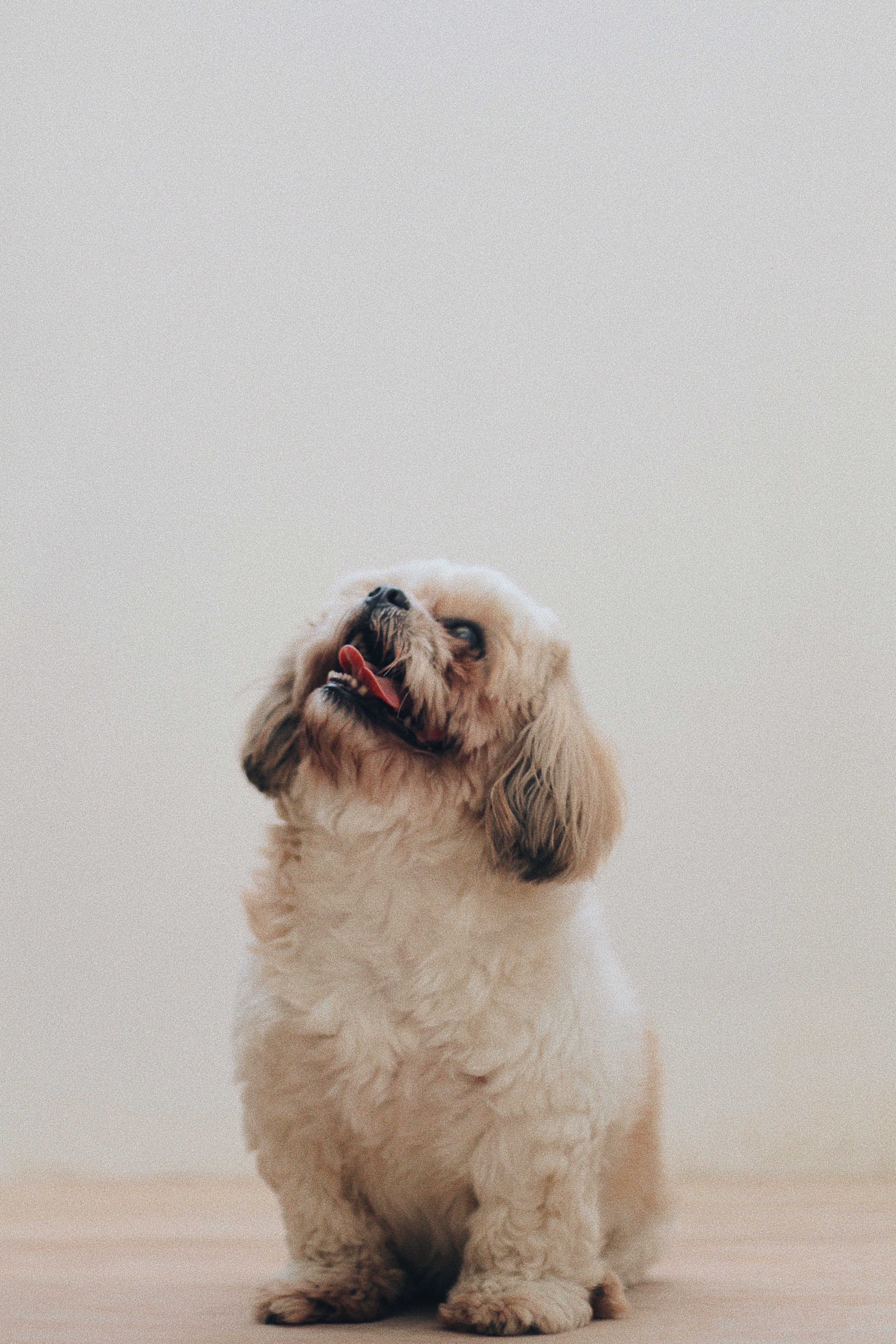 Detail Hd Dog Pictures Nomer 24