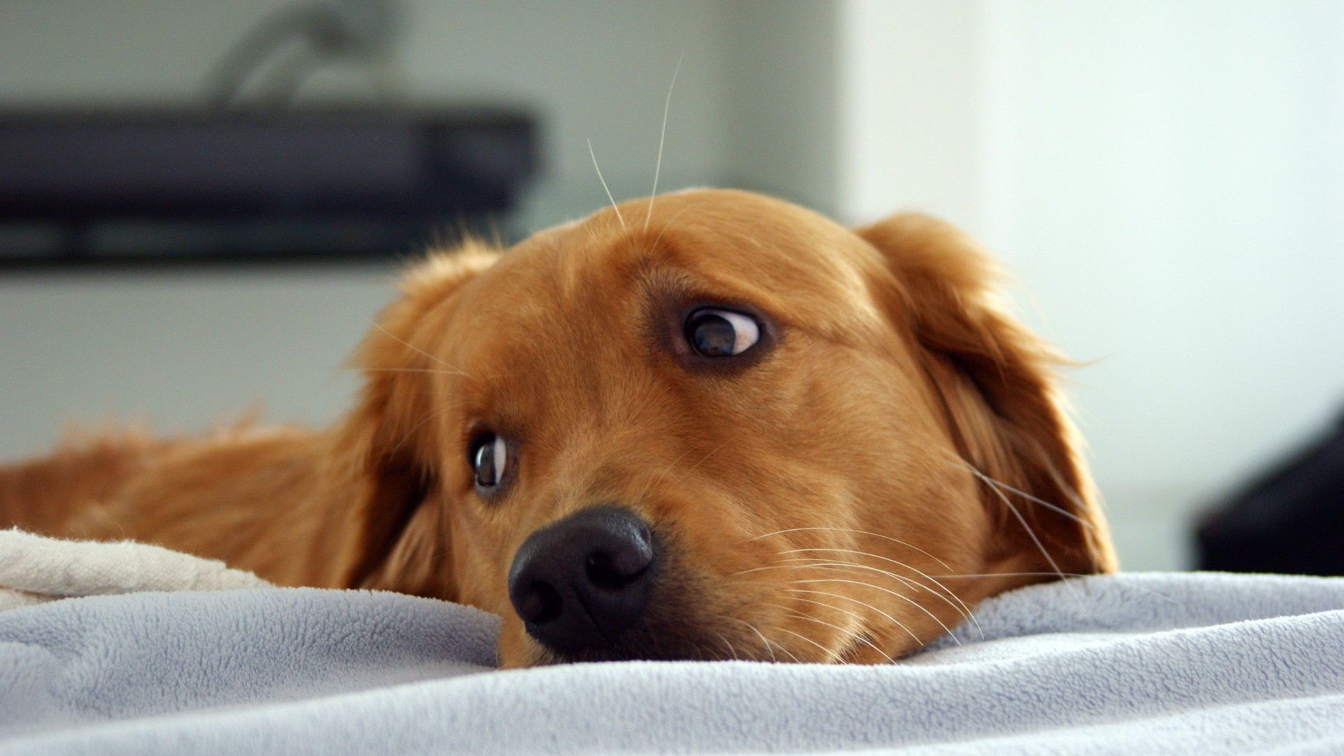 Detail Hd Dog Pictures Nomer 25