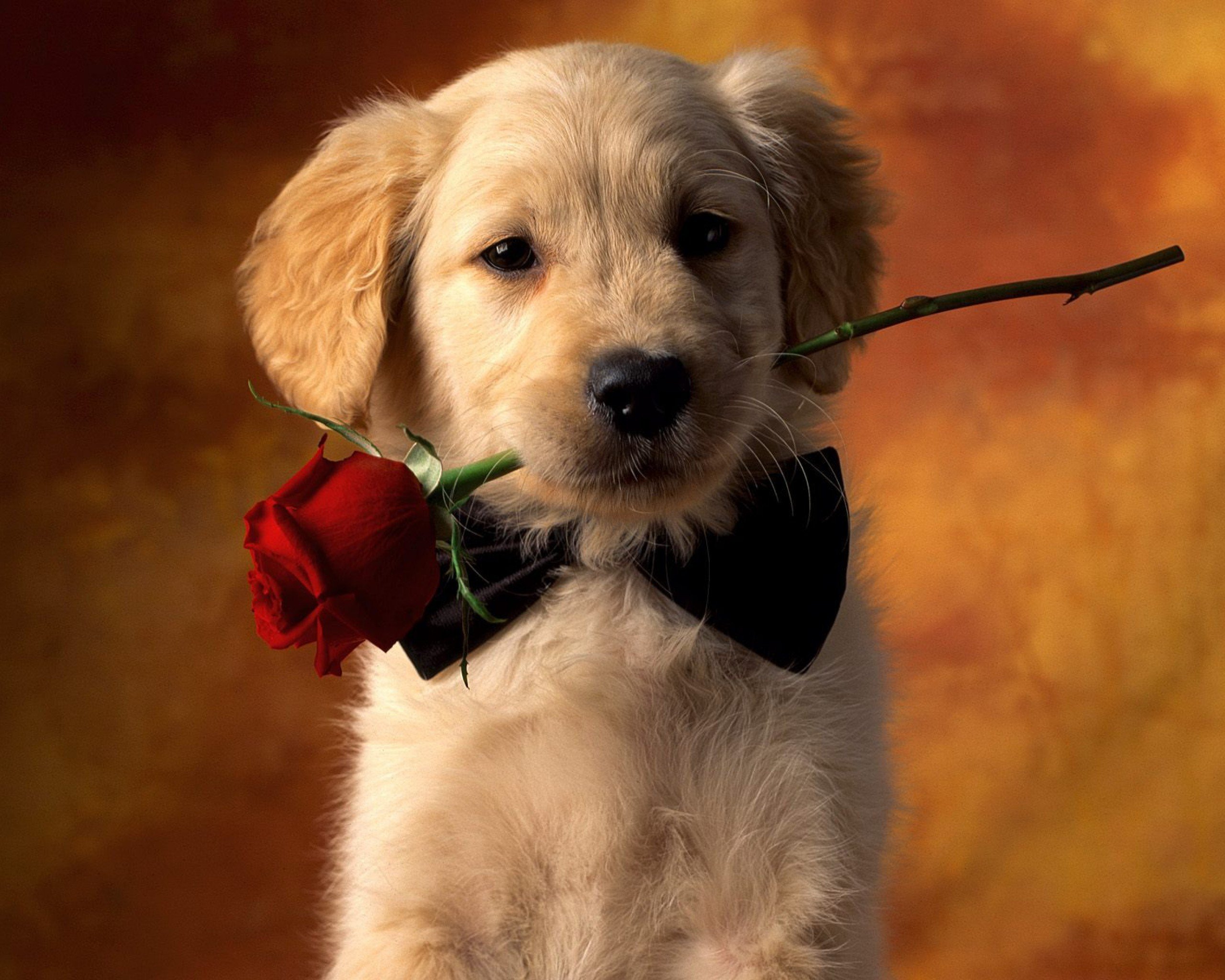 Detail Hd Dog Pictures Nomer 26