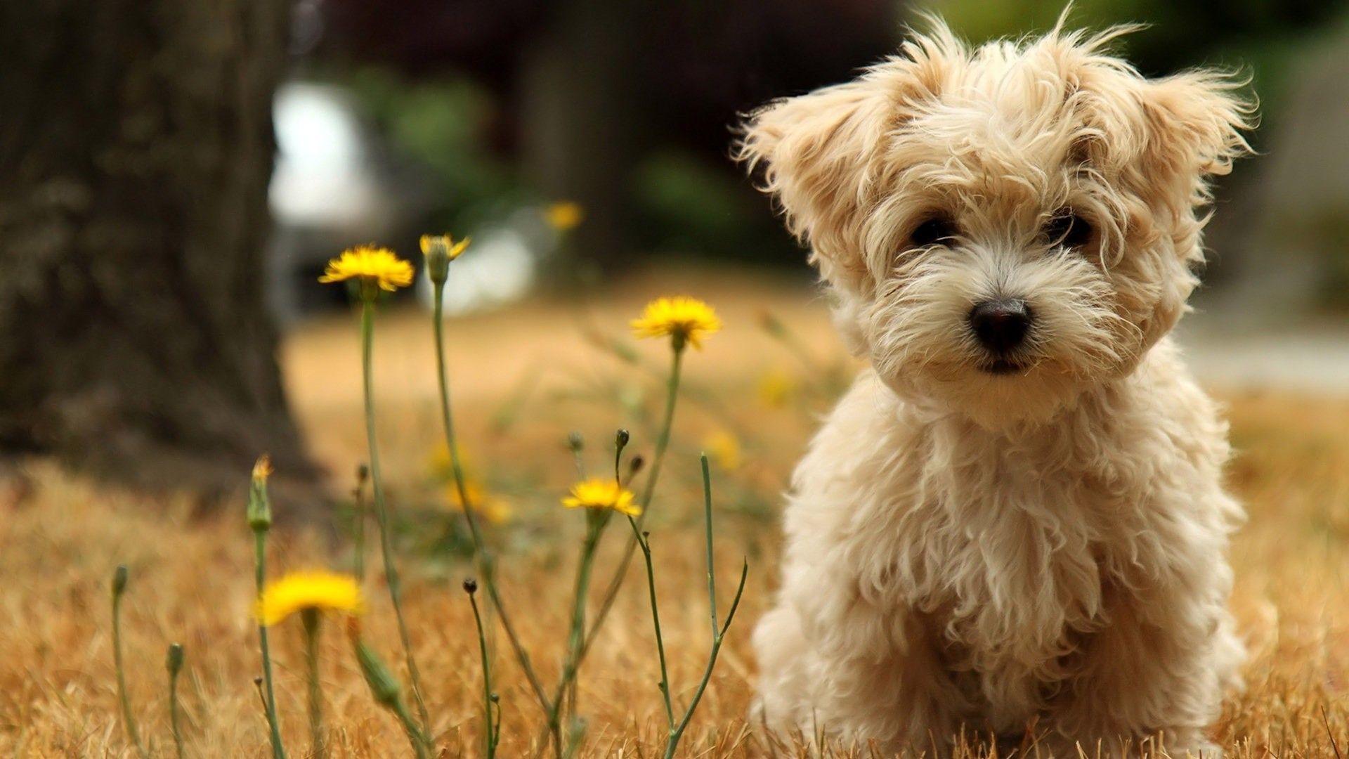 Detail Hd Dog Pictures Nomer 27