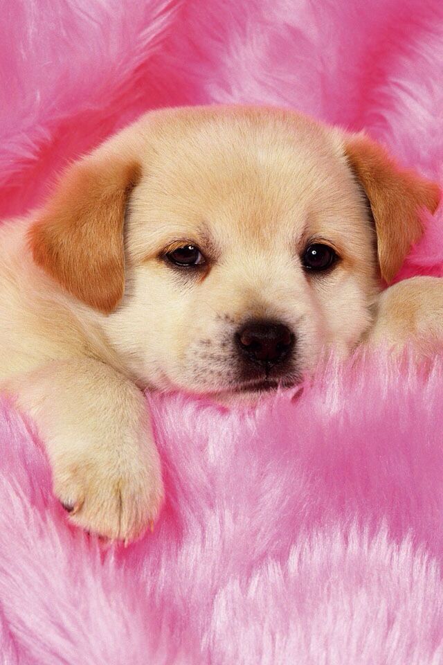 Detail Hd Dog Pictures Nomer 28