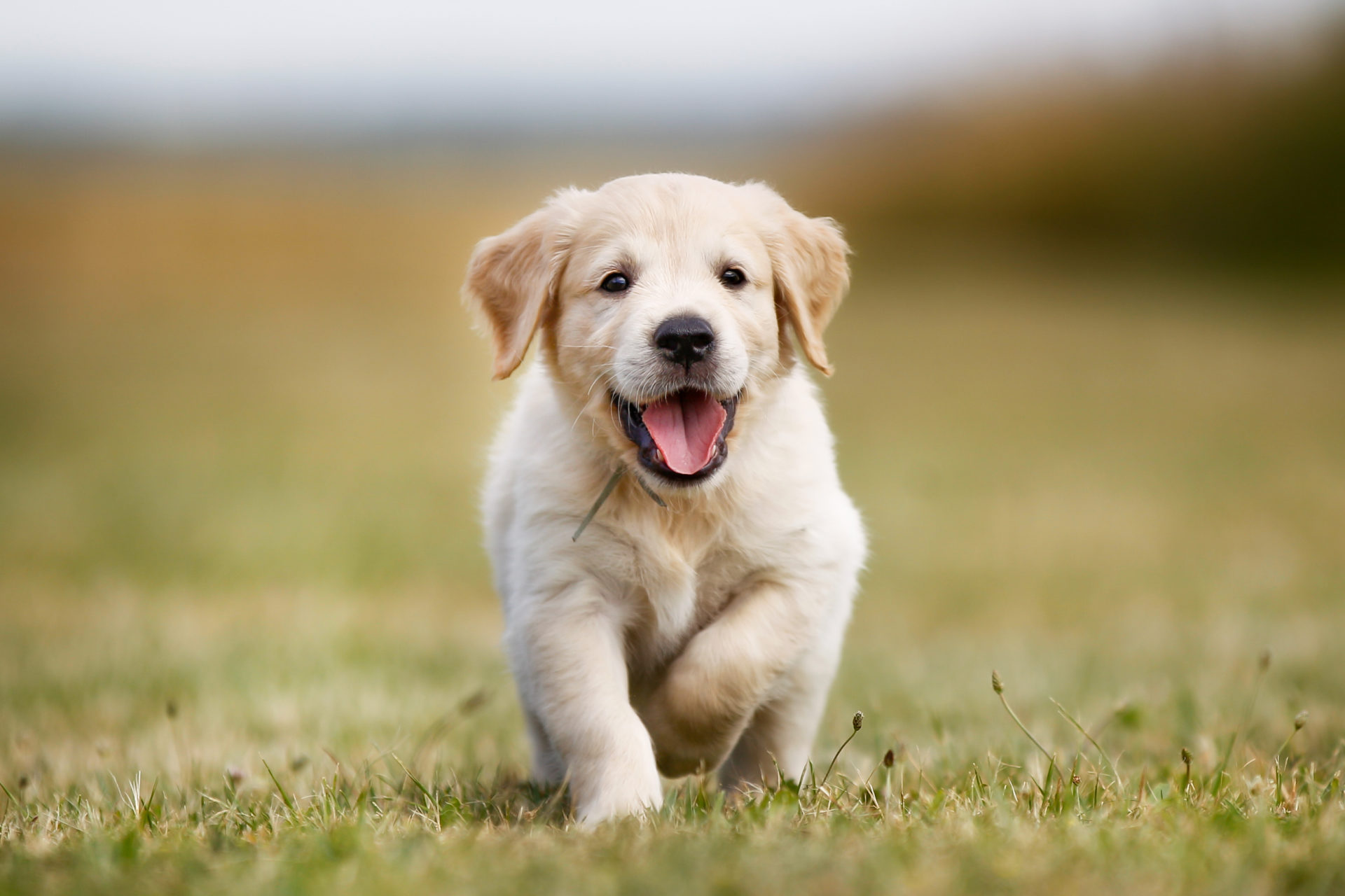 Detail Hd Dog Pictures Nomer 4