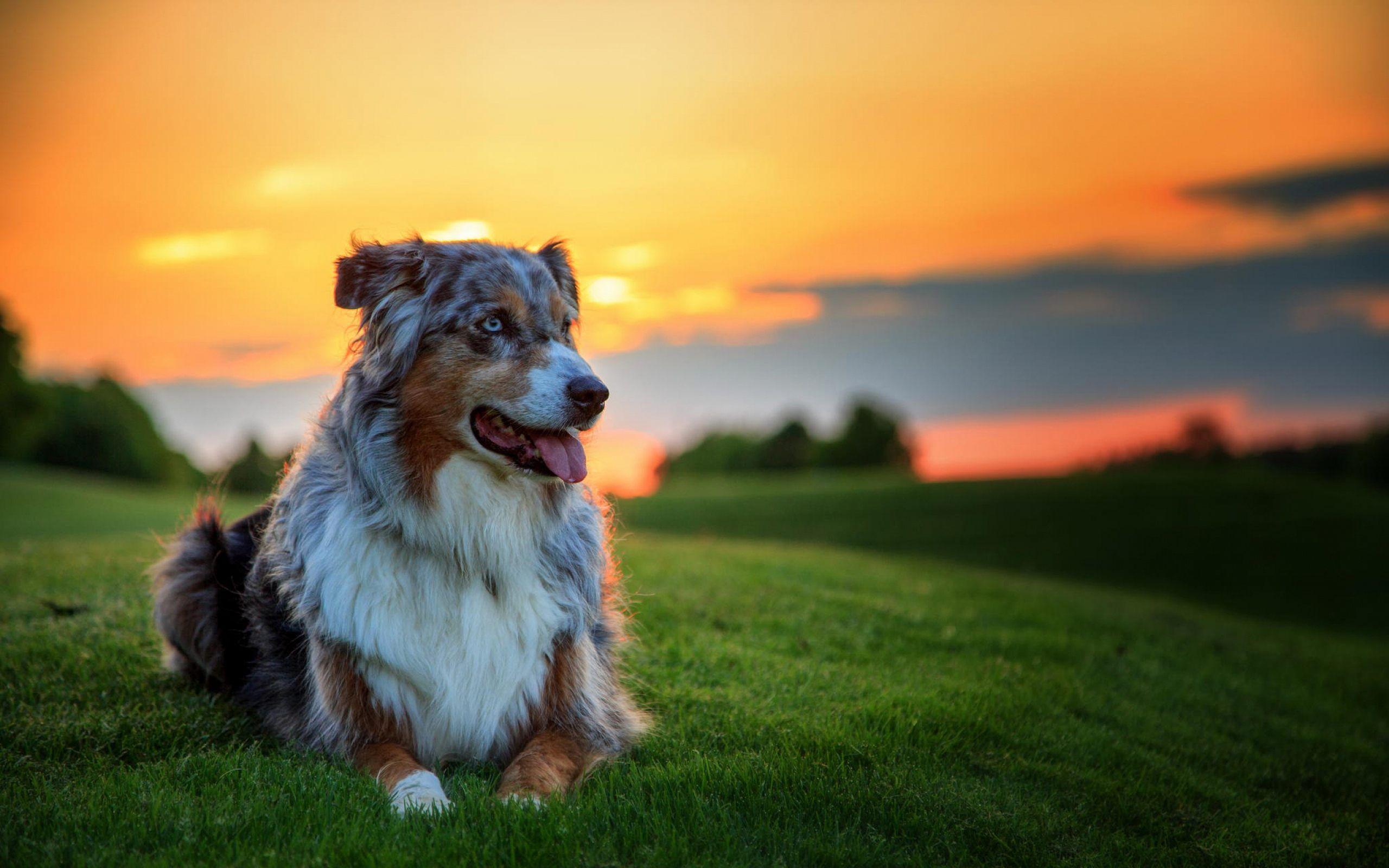 Detail Hd Dog Pictures Nomer 29