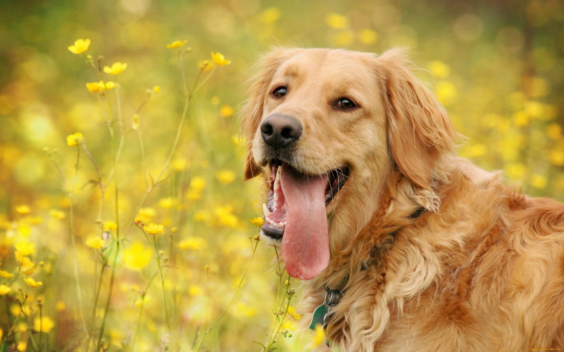 Detail Hd Dog Pictures Nomer 30