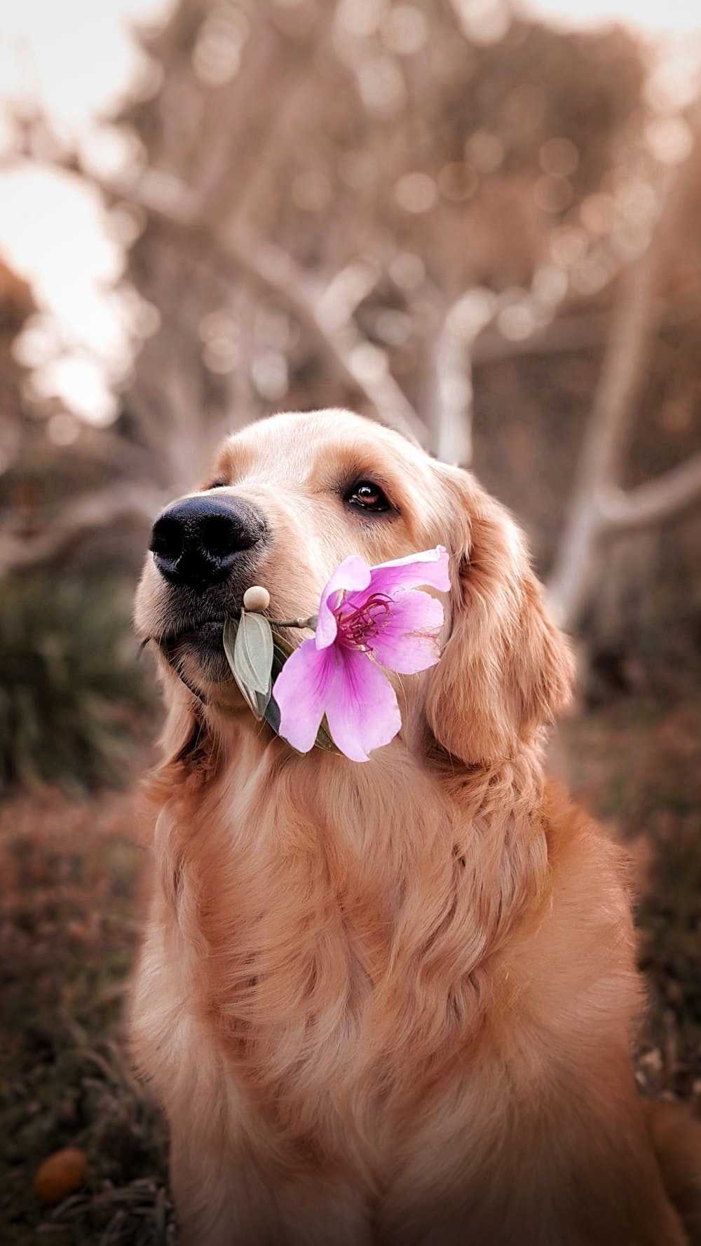 Detail Hd Dog Pictures Nomer 31