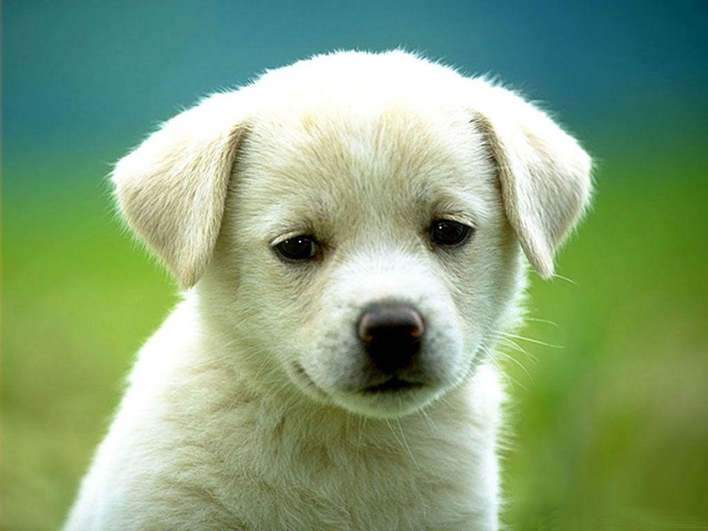 Detail Hd Dog Pictures Nomer 32