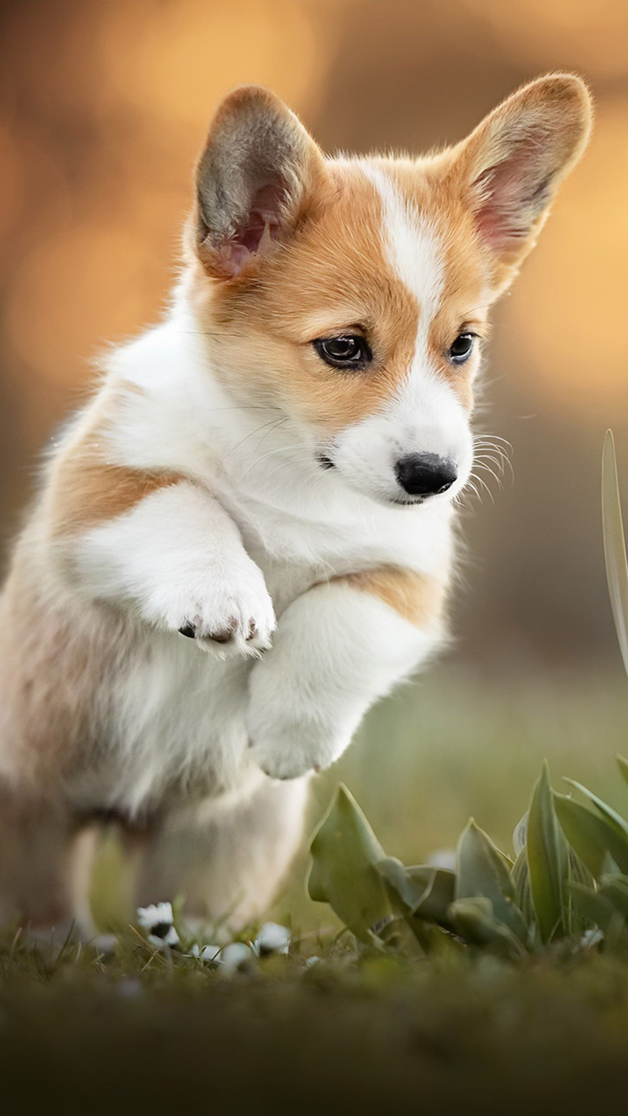 Detail Hd Dog Pictures Nomer 33
