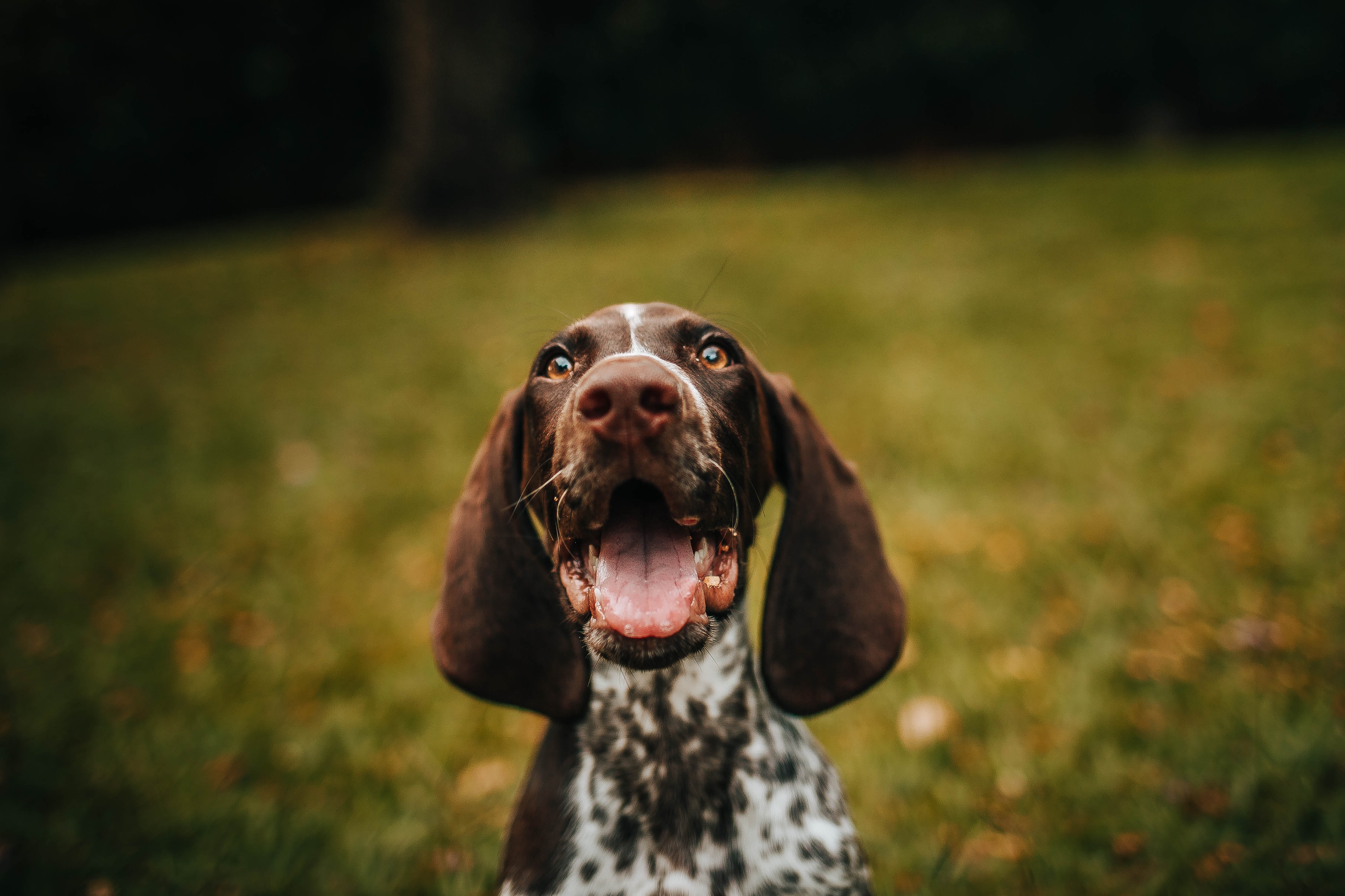 Detail Hd Dog Pictures Nomer 34