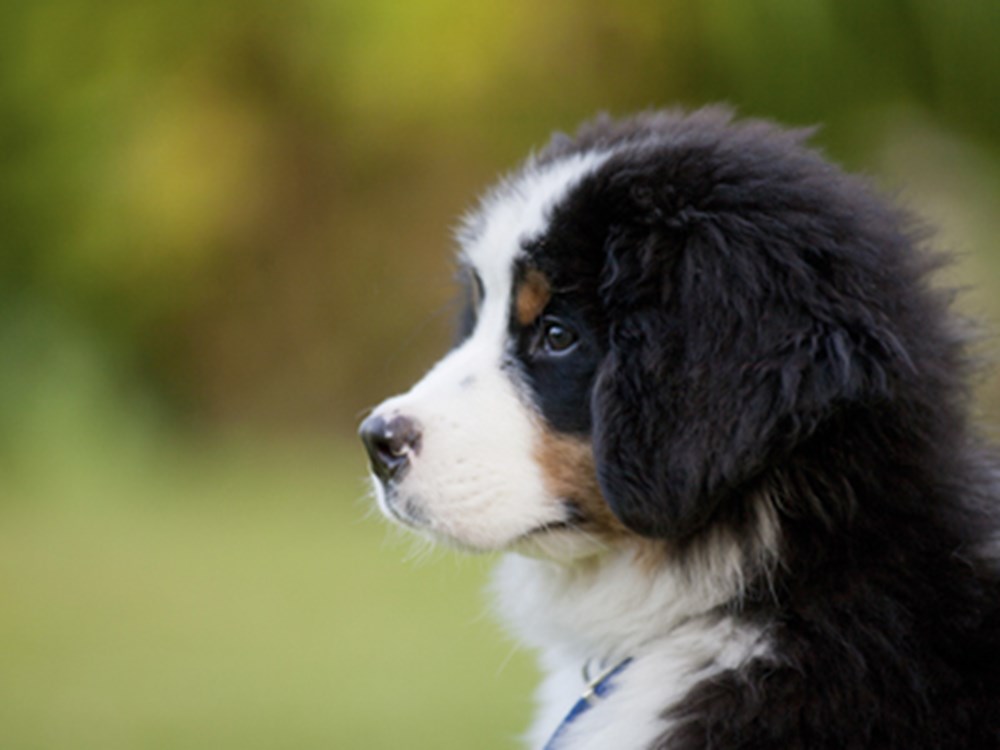 Detail Hd Dog Pictures Nomer 35