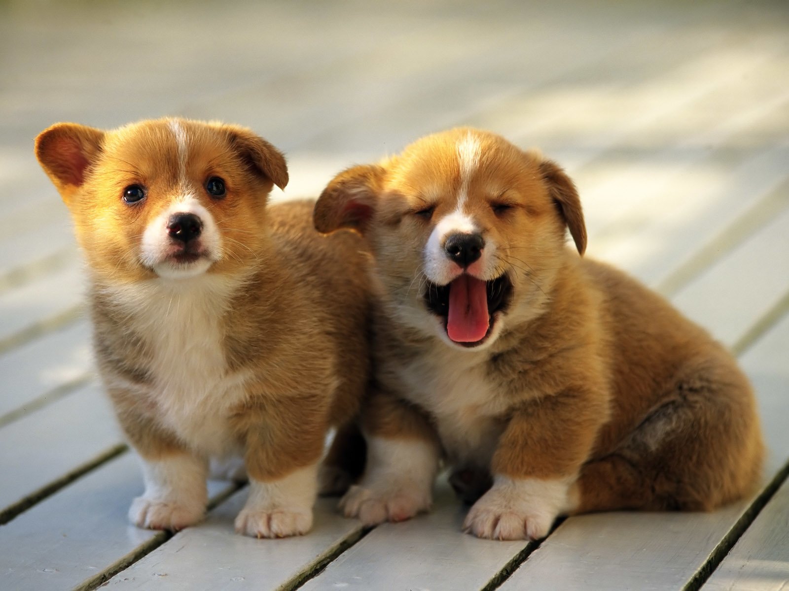 Detail Hd Dog Pictures Nomer 36
