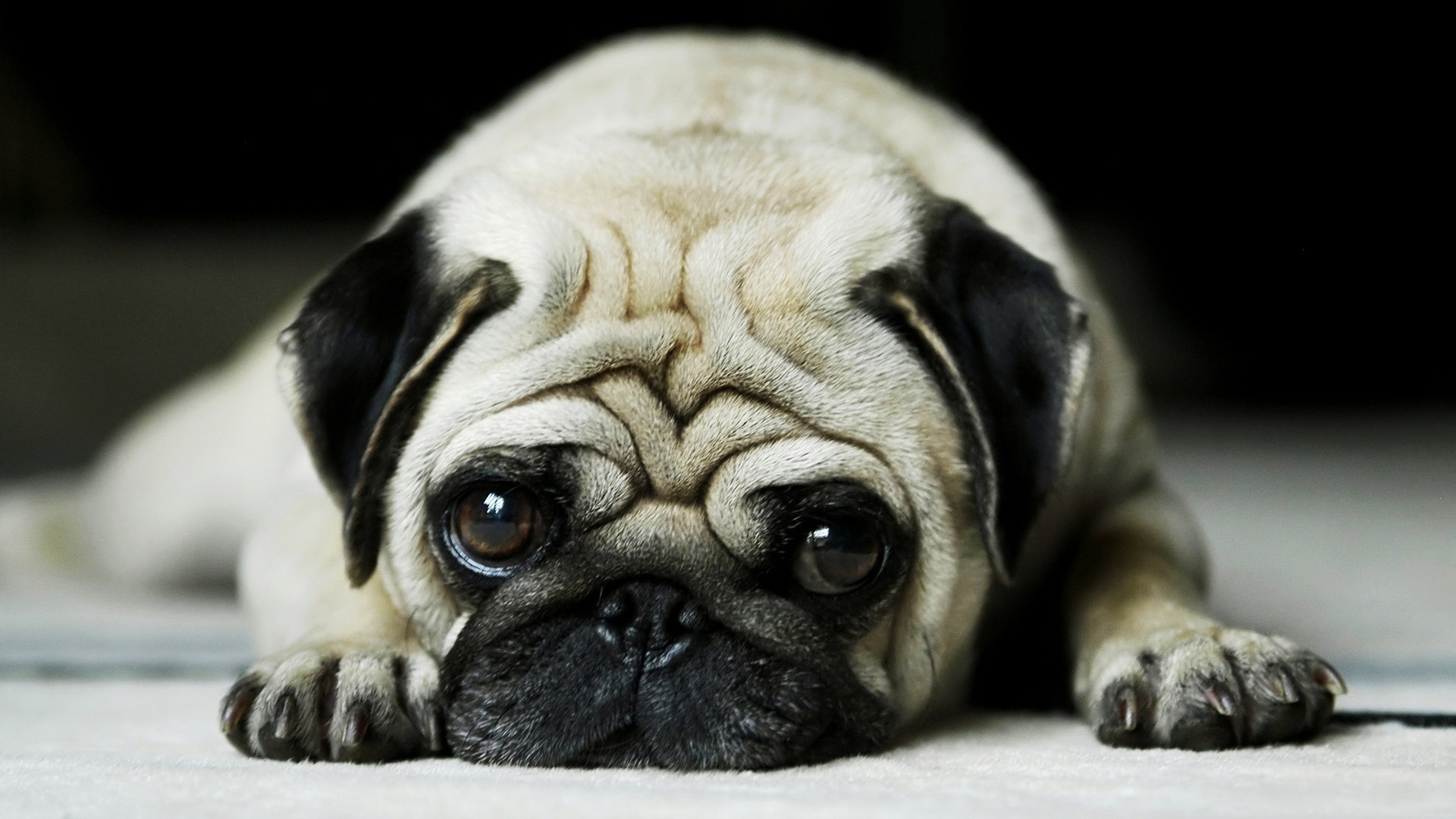 Detail Hd Dog Pictures Nomer 5