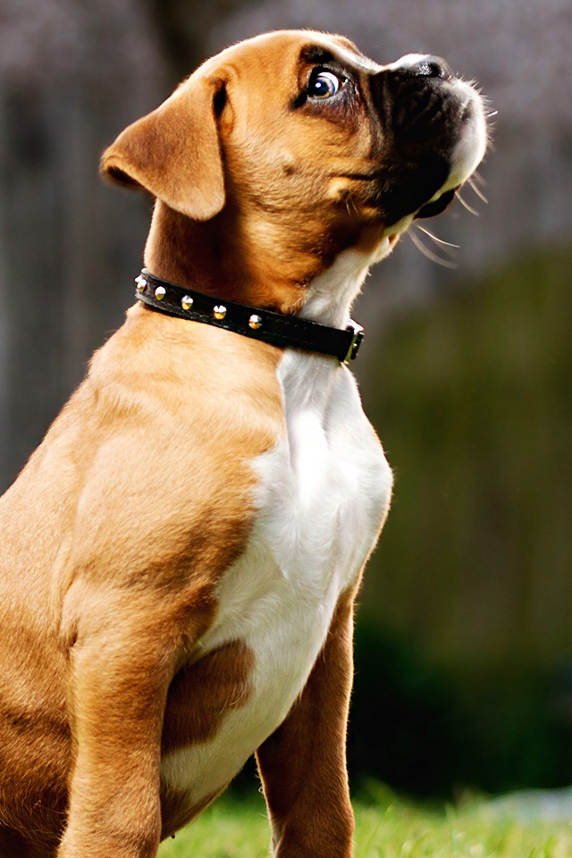 Detail Hd Dog Pictures Nomer 37
