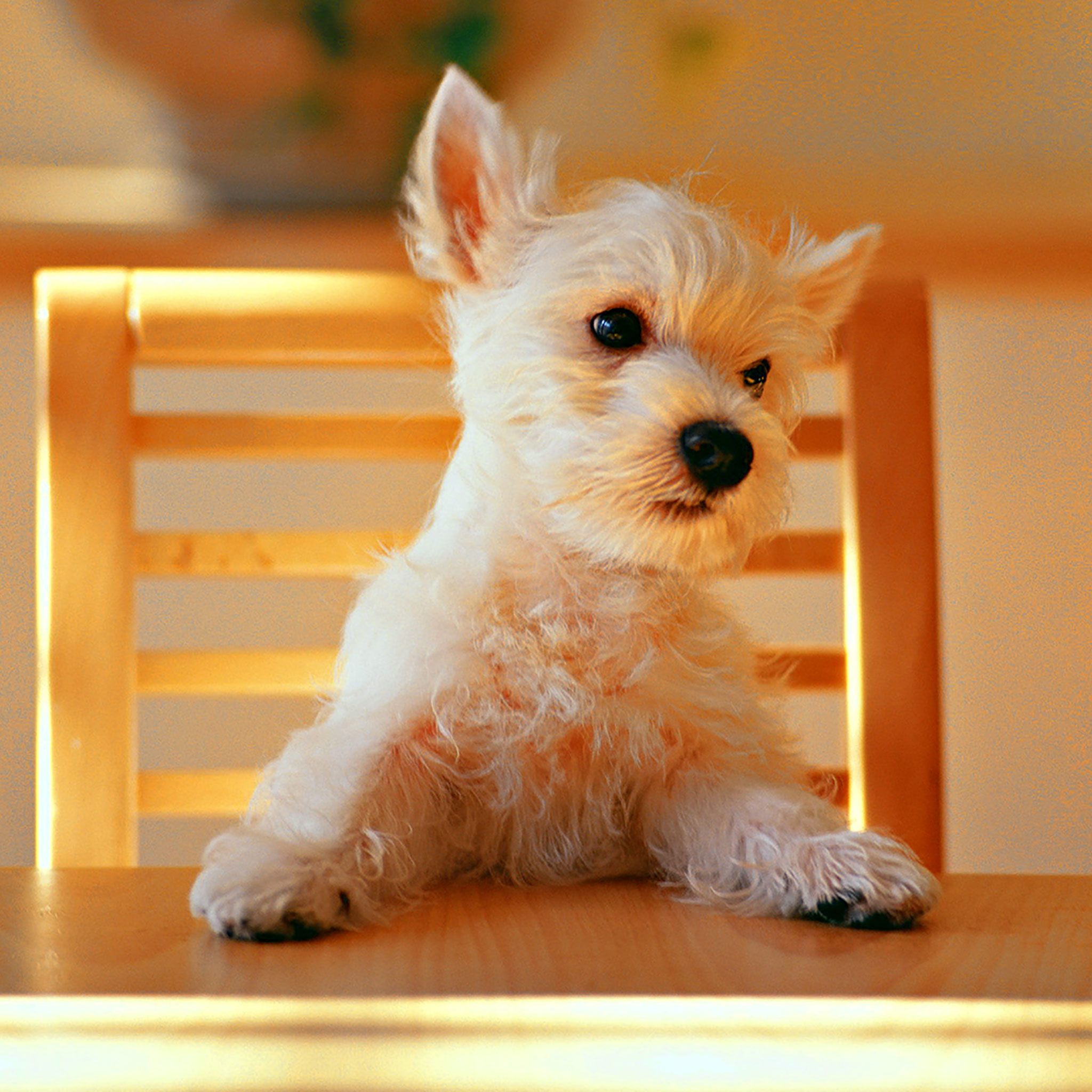 Detail Hd Dog Pictures Nomer 38