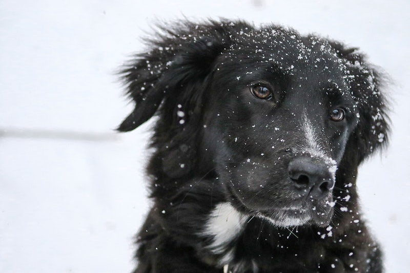Detail Hd Dog Pictures Nomer 39