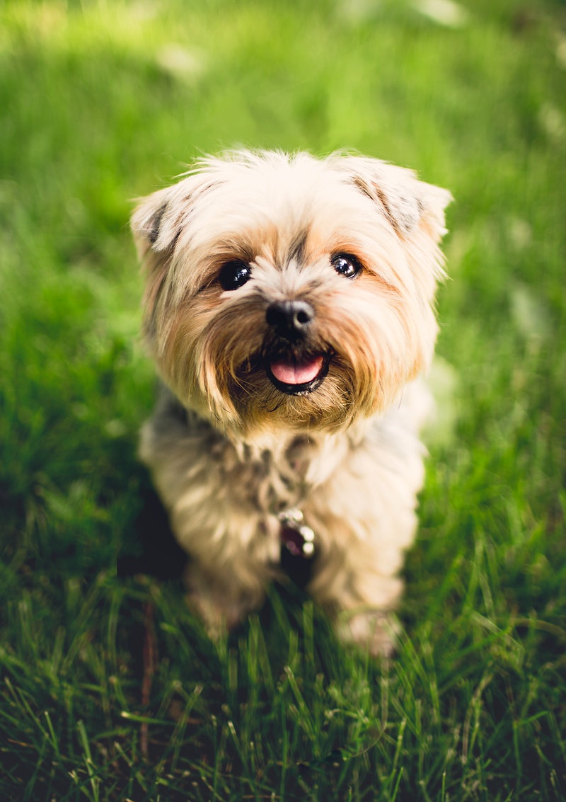 Detail Hd Dog Pictures Nomer 40
