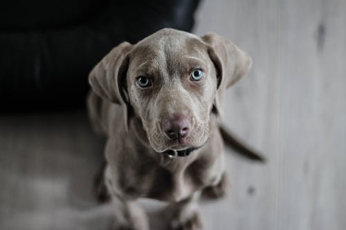 Detail Hd Dog Pictures Nomer 41