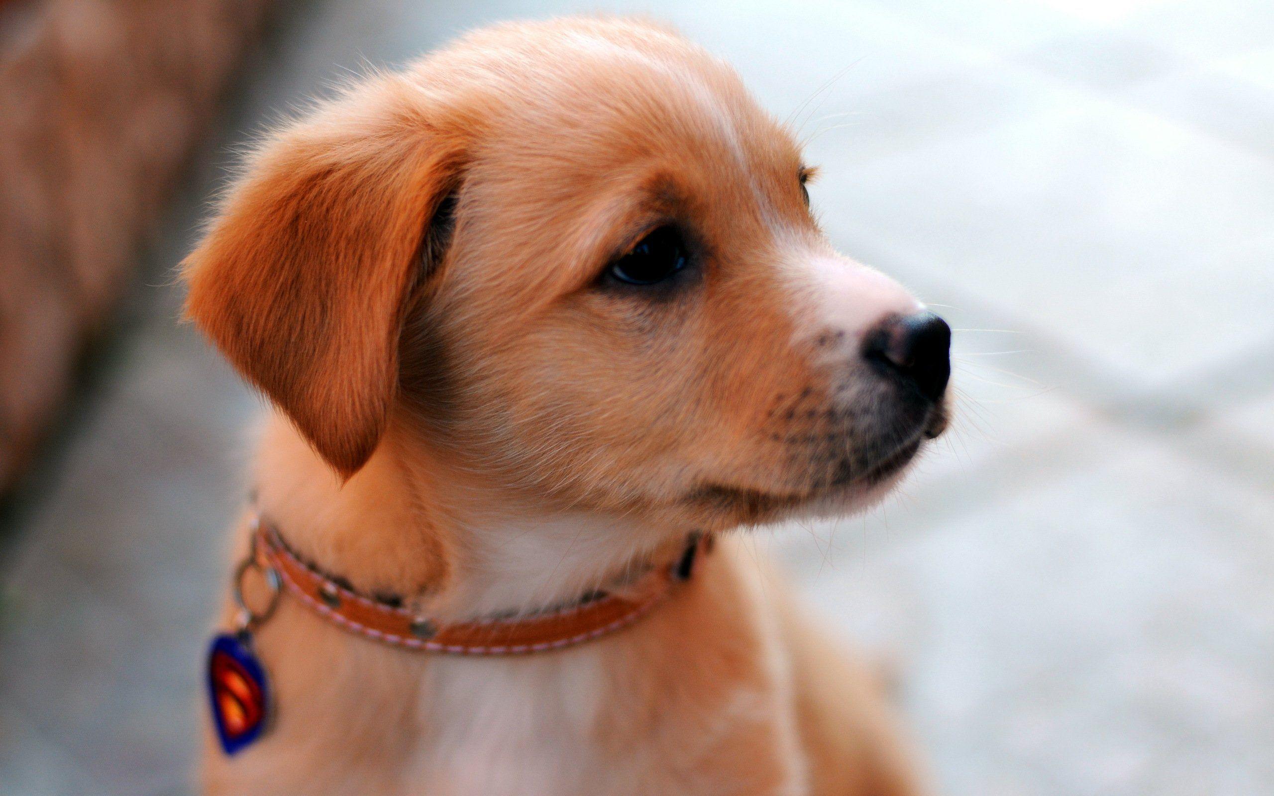 Detail Hd Dog Pictures Nomer 42