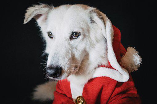 Detail Hd Dog Pictures Nomer 44