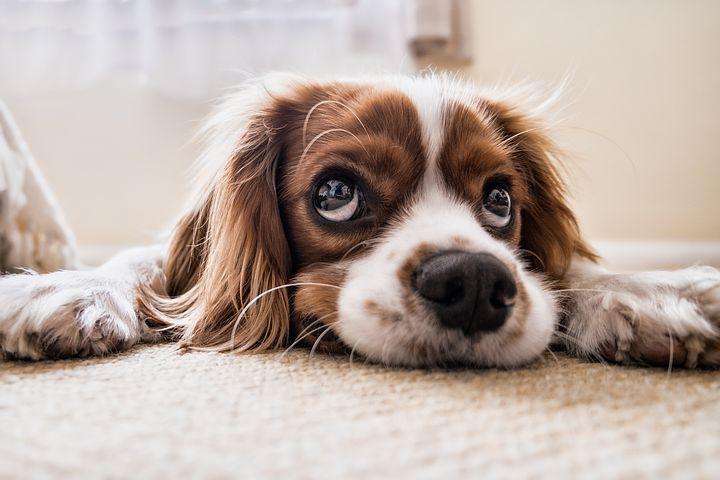 Detail Hd Dog Pictures Nomer 6