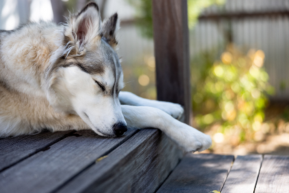 Detail Hd Dog Pictures Nomer 45