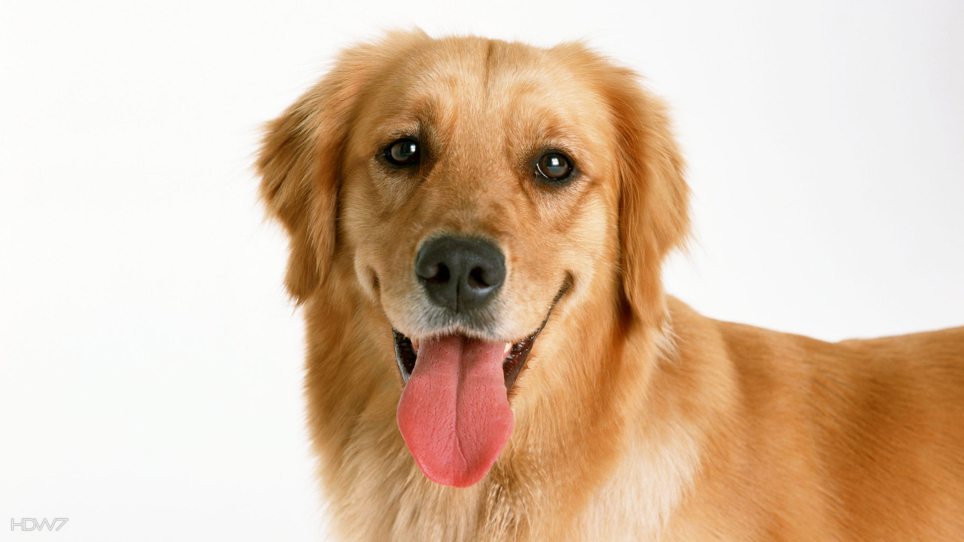 Detail Hd Dog Pictures Nomer 46