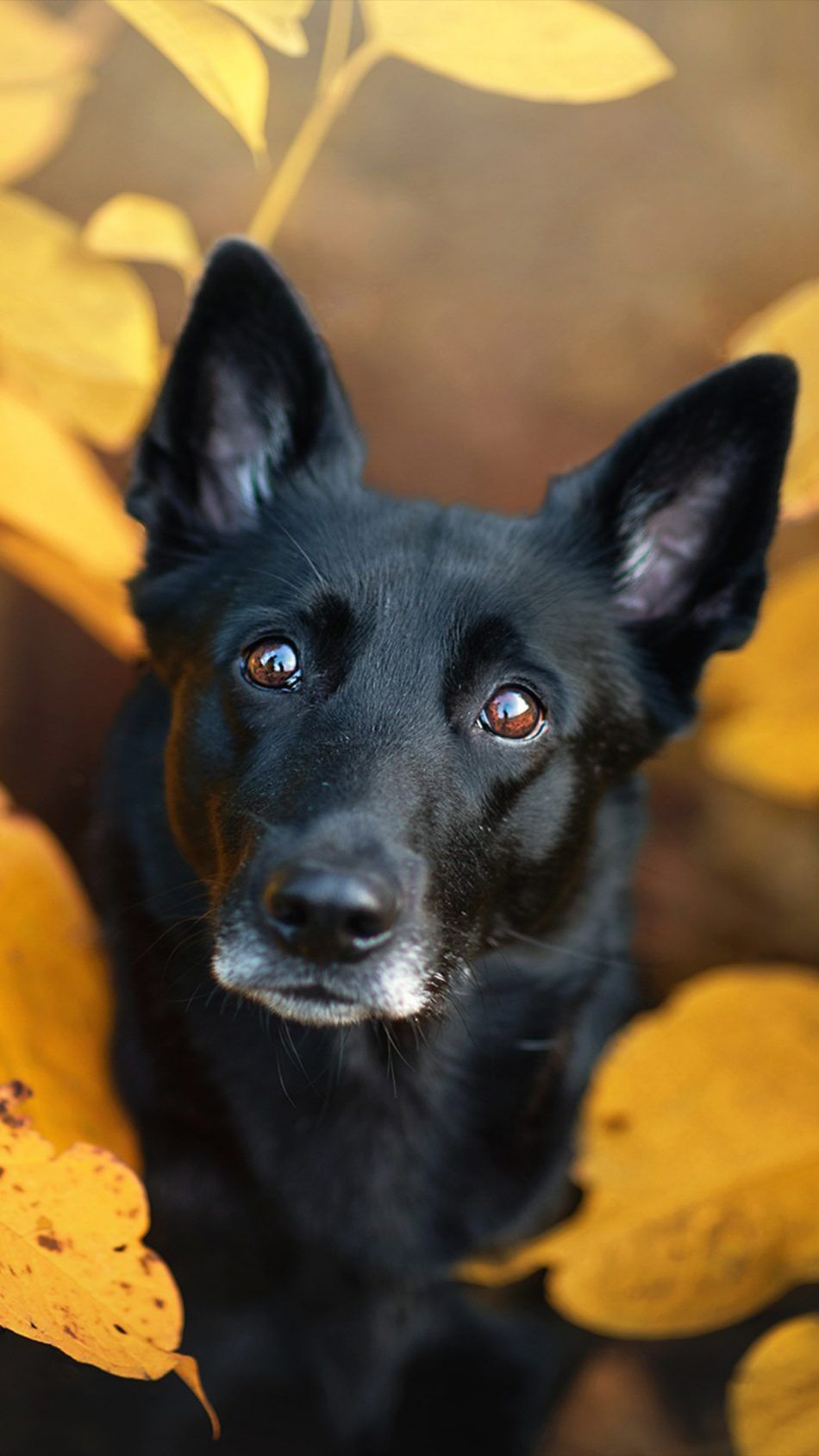 Detail Hd Dog Pictures Nomer 47