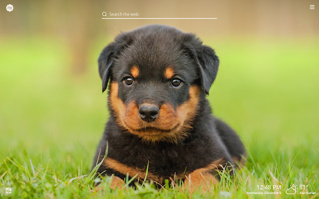 Detail Hd Dog Pictures Nomer 48
