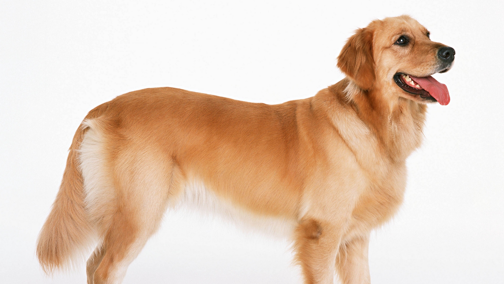 Detail Hd Dog Pictures Nomer 49
