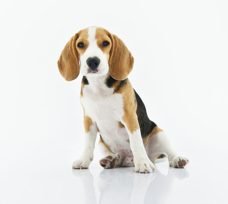 Detail Hd Dog Pictures Nomer 50
