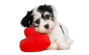 Detail Hd Dog Pictures Nomer 52
