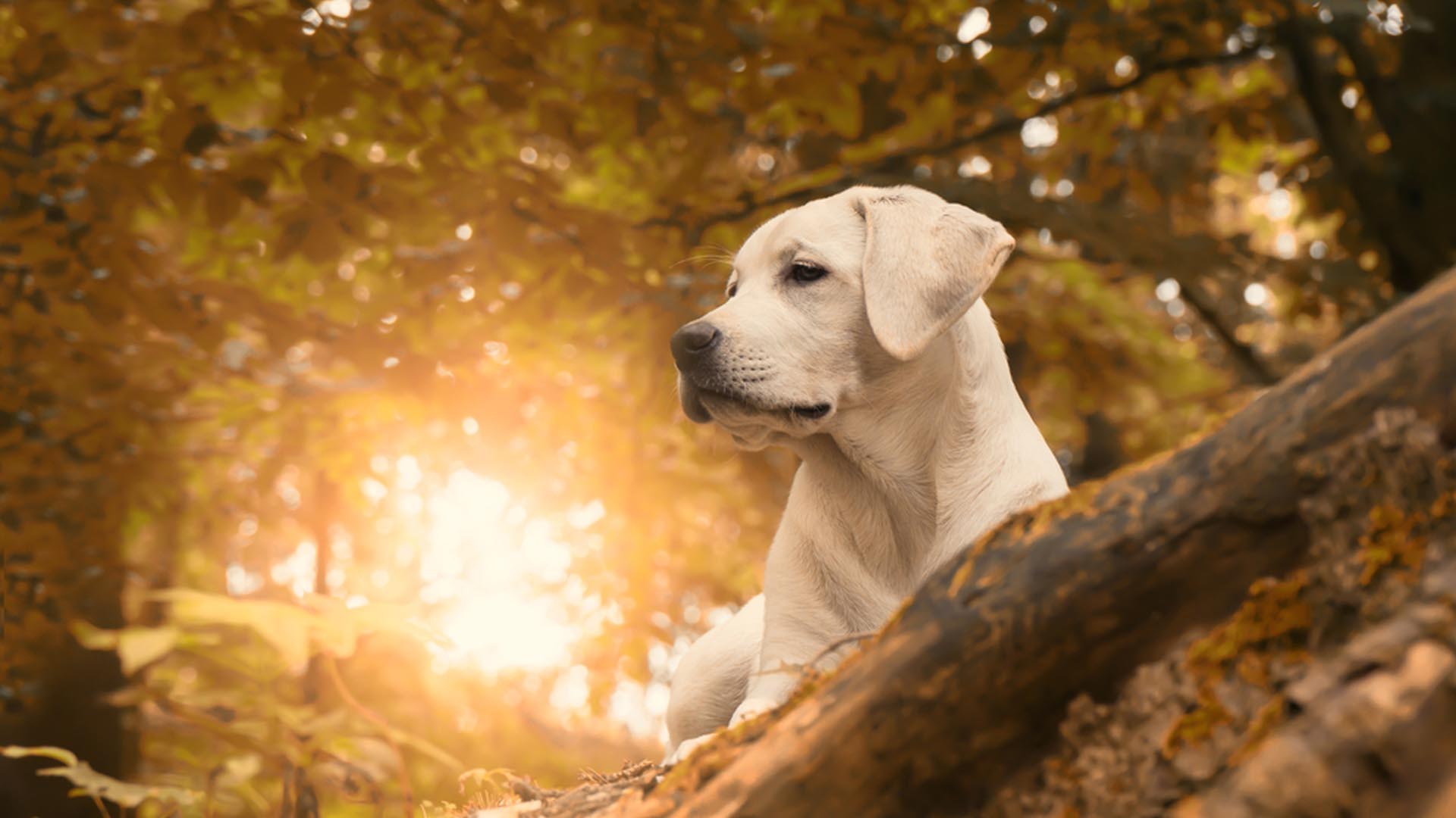 Detail Hd Dog Pictures Nomer 53