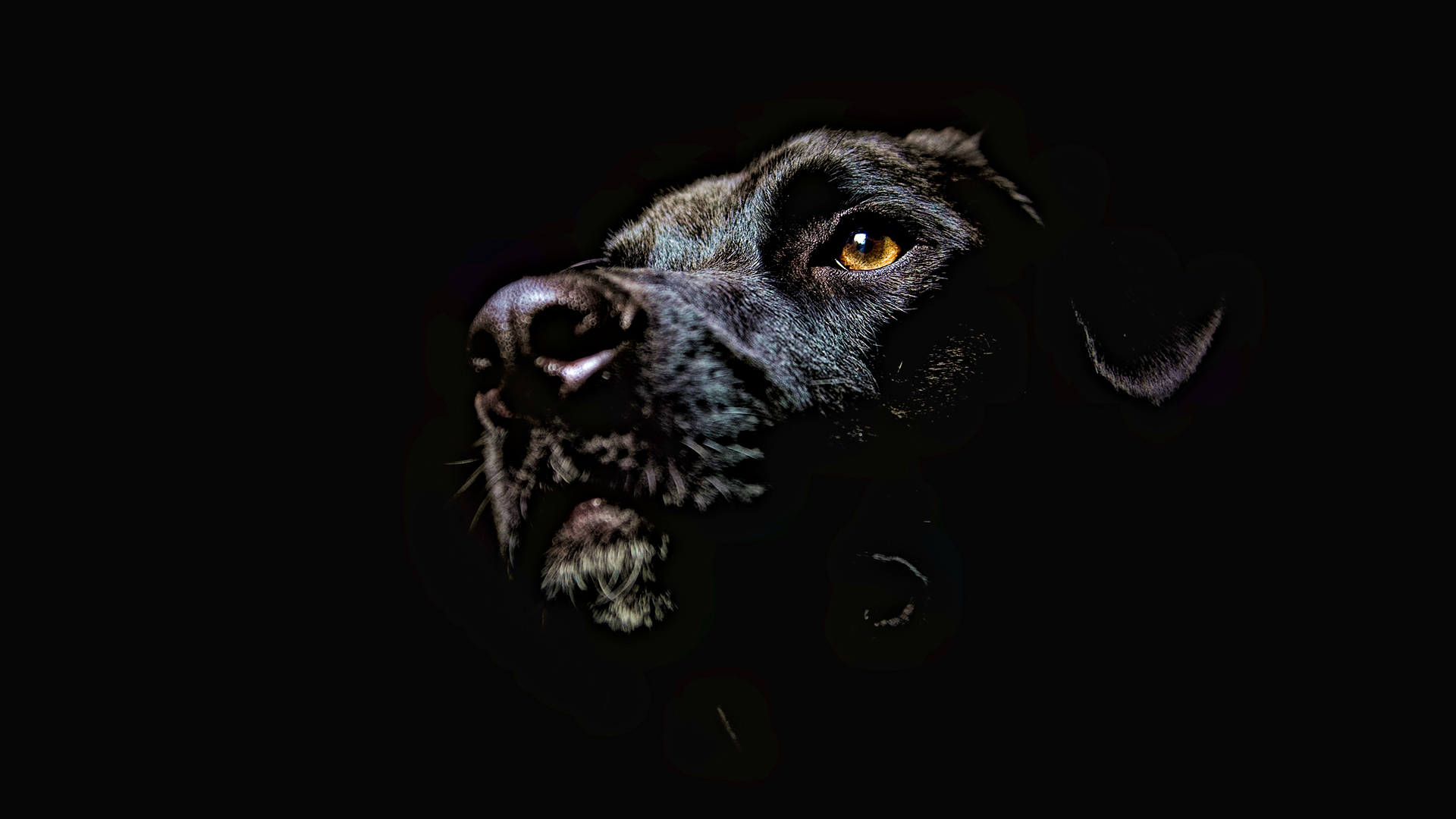Detail Hd Dog Pictures Nomer 54