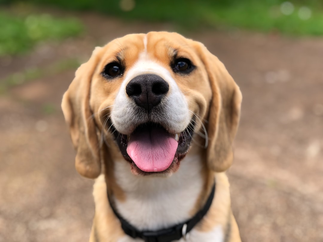 Detail Hd Dog Pictures Nomer 7