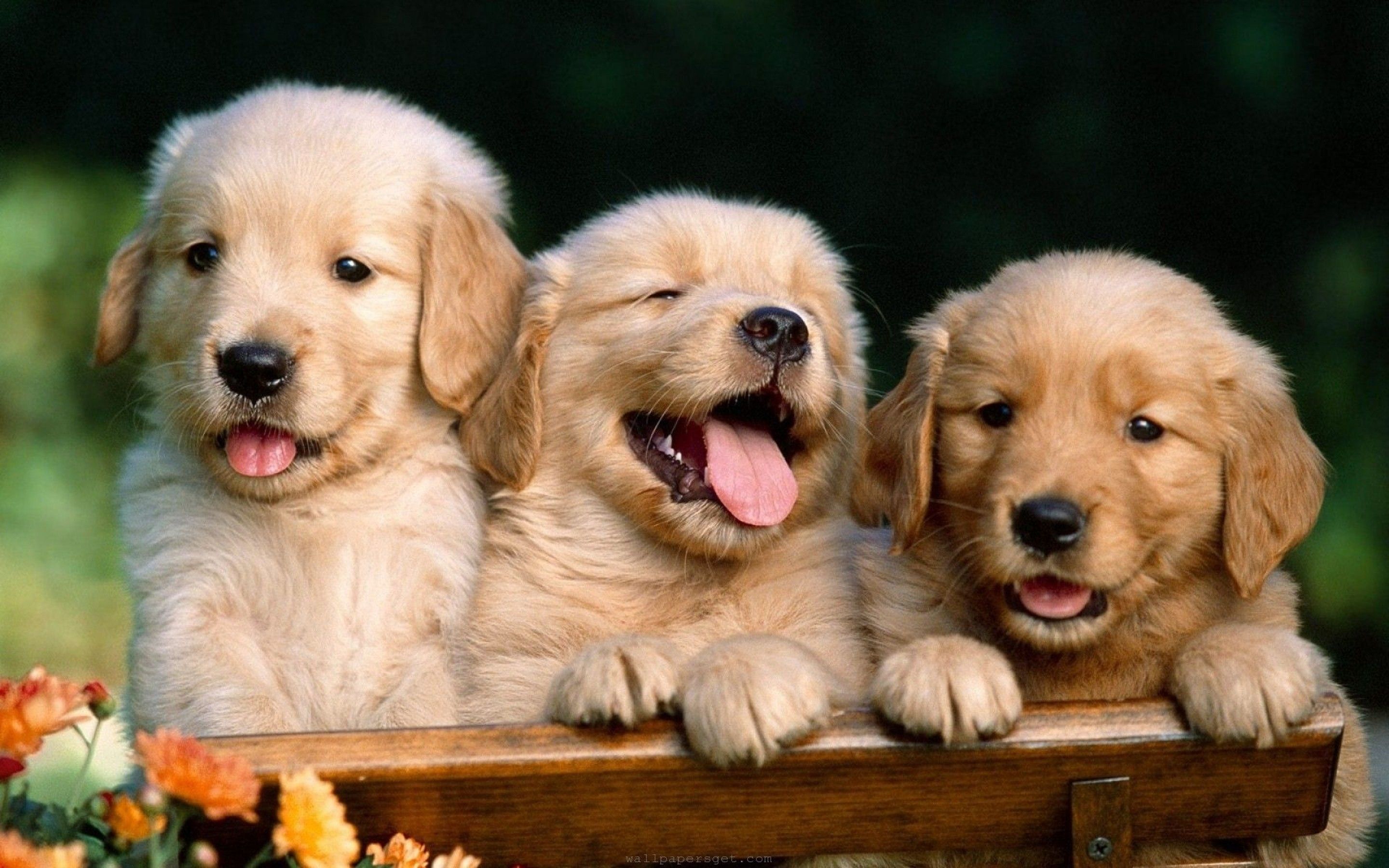 Detail Hd Dog Pictures Nomer 8