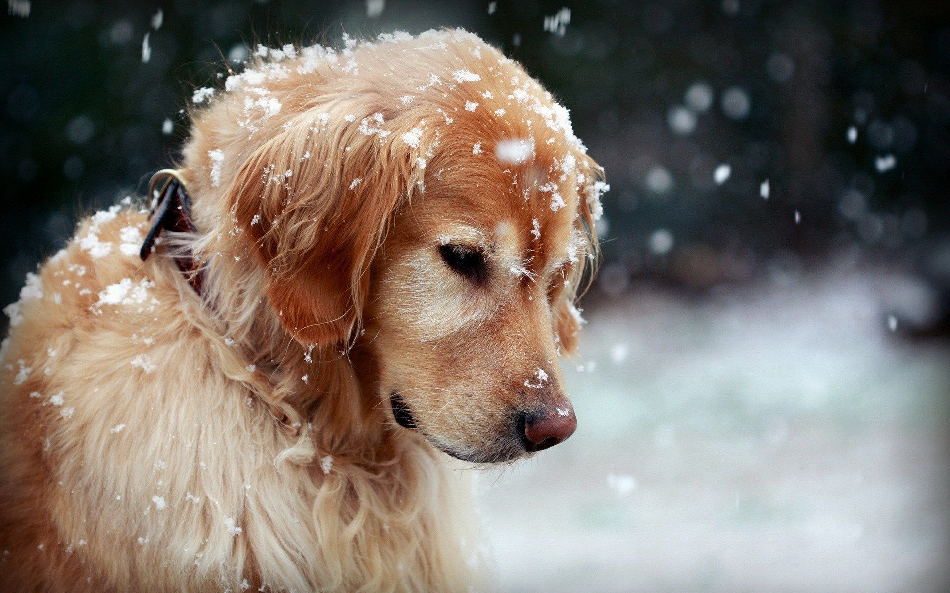 Detail Hd Dog Pictures Nomer 9
