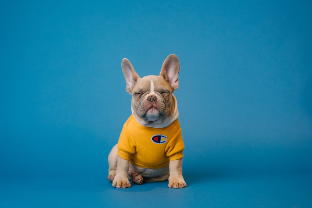 Detail Hd Dog Pictures Nomer 10