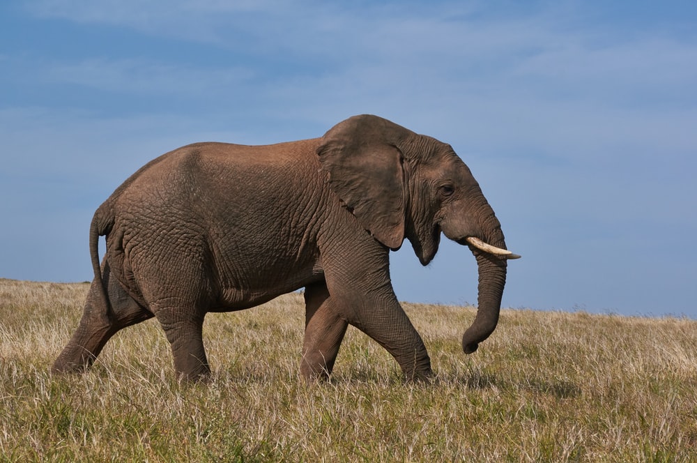 Hd Elephant - KibrisPDR