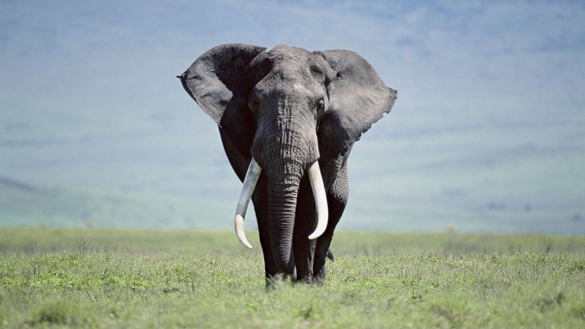 Detail Hd Elephant Nomer 12