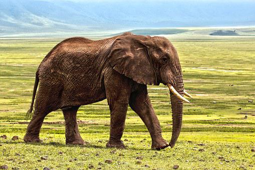 Detail Hd Elephant Nomer 13